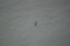 Missing Picture